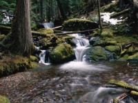 Torrent