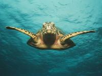 Tortue nageuse