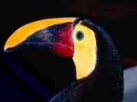 Toucan