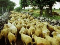 Transhumance