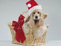 Chien Père Noël