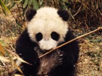 Wwf 1 - Panda