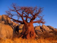 Wwf 2 - Arbre