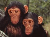 Wwf 3 - Singes
