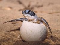 Wwf 4 - Bébé tortue