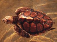 Wwf 5 - Maman tortue