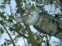 Yuko, le chat de Marylou