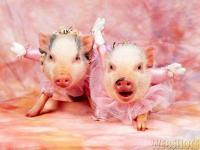 Swine Lake