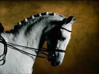 Poney welsh