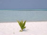 Plante solitaire