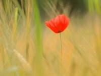 Coquelicot