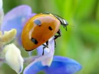 Coccinelle