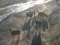 Bolivie : Groupe de lamas