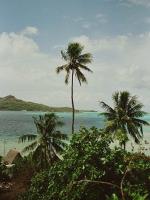 Tahiti : Trio de cocotiers