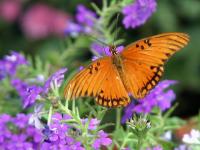 Papillon orange