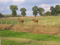 Ille et Rance : Chevaux