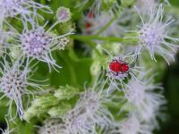 Rouge insecte