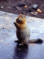 Marmotte