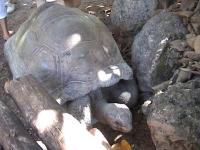 Tortue rlututu