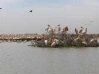 Sénégal : Quelques pélicans