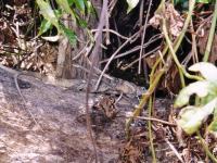 Costa Rica : Iguane