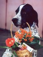 Malko et les fleurs