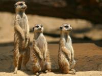 Guetteurs