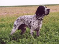 Malko chasse