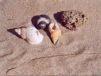 Coquillages