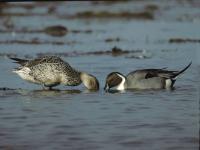 Canard Pilet