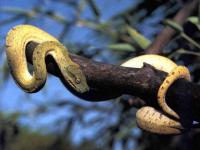 Python d'Indonésie