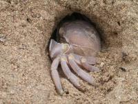 Crabe dans sa cachette