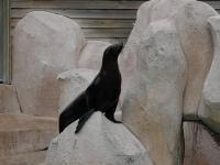Zoo d'Amnéville : Otarie