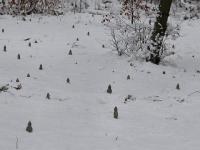 Pourtalès - Horde de nains