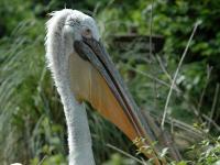 Zoo d'Amnéville : Pélican