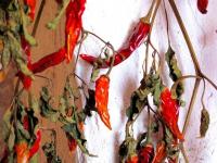 Italie : Piment sicilien