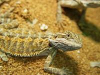 Reptiles : Dragon barbu