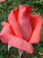 Pink Favorite