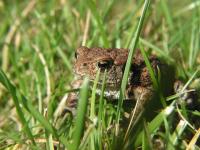 Reptiles : Grenouille