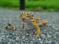 Reptiles : Gecko léopard