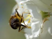 Abeille (2)