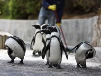 Afrique du Sud : Pingouins