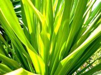 Vert : Esprit vert