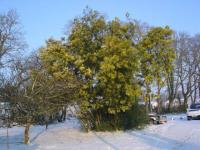 mimosa sous la neige