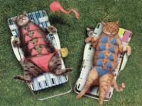 chats en bikini