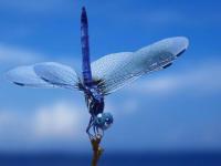 Libellule bleue