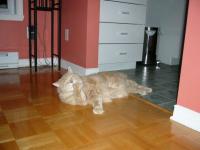 Cachou