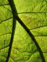 Rhubarbe