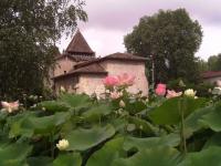 Lotus à Barbotan