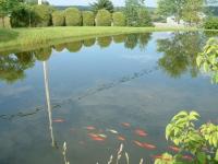 Poissons rouges